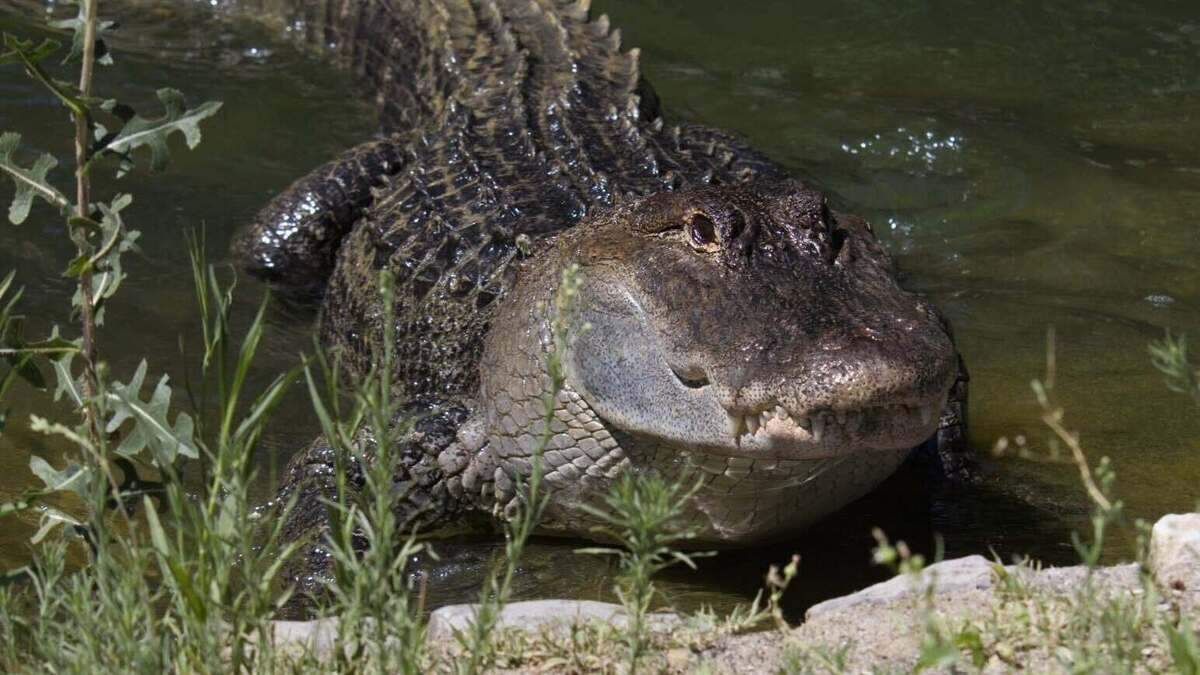 Guinness, Sacramento Zoo’s resident alligator, threw up a plush toy he swallowed on Friday to the relief of his caretakers and visitors. Guinness, Sacramento Zoo’s resident alligator, threw up a plush toy he swallowed on Friday to the relief of his caretakers and visitors.